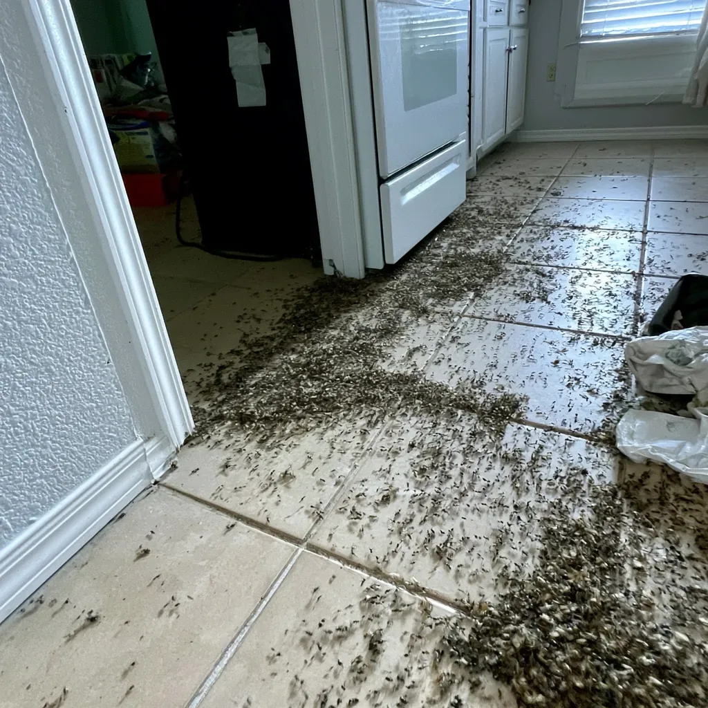 Rodent Droppings rodent control service in Dearborn, MI