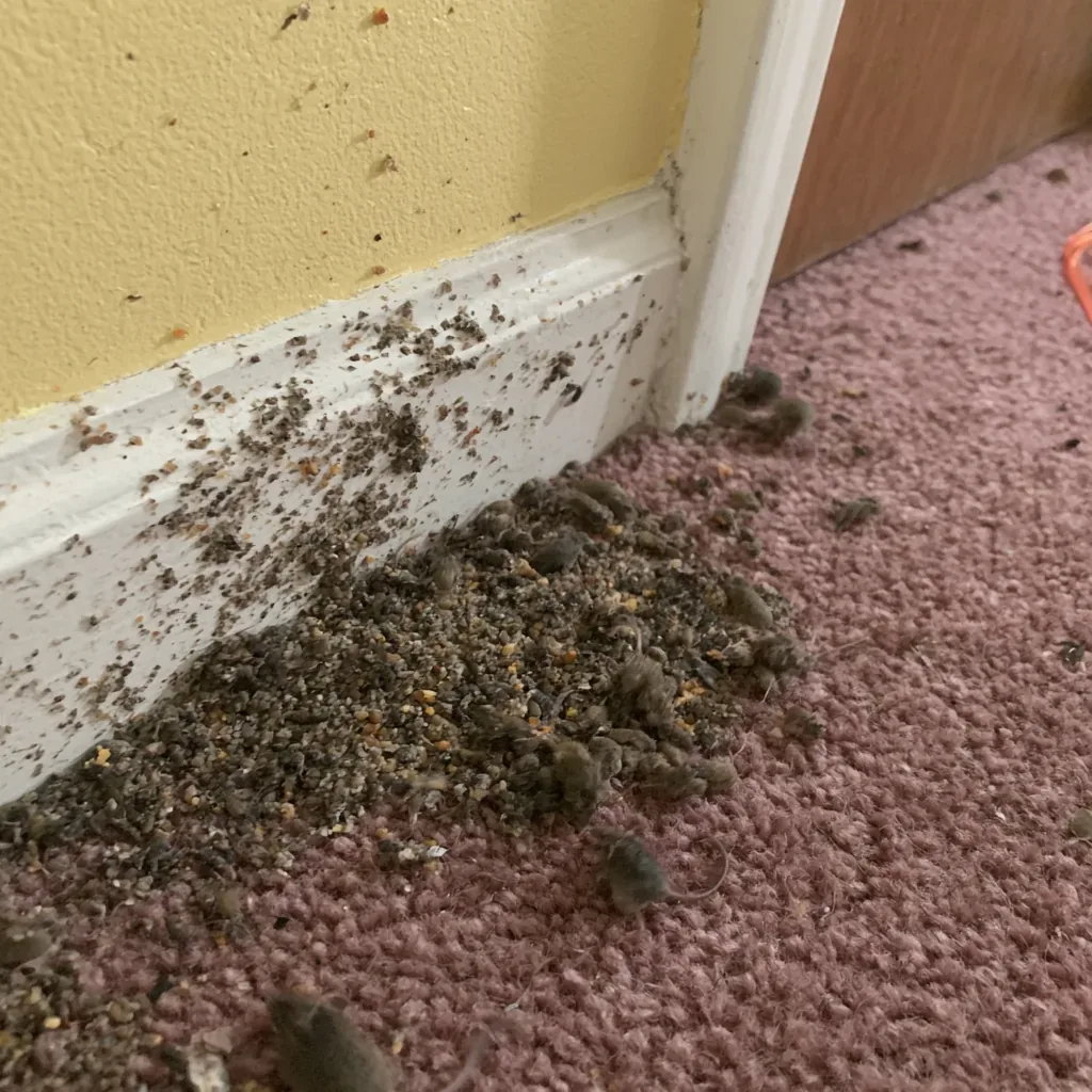 Dearborn Rodent Control: How to Tell Rat or Mouse